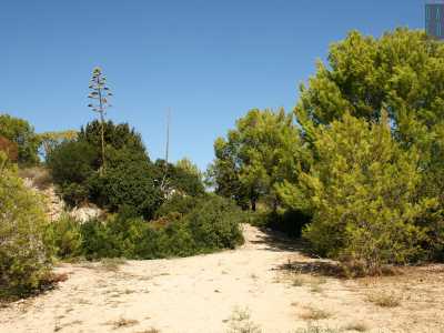 A quel punto ci dirigiamo verso la costa: sulla destra c�� il sentiero che porta a cala Verde, mentre sulla sinistra si trova un fitto bosco circondato da una recinzione in ferro